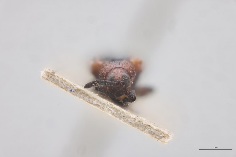 Anoplitis lebasi Ex-T F.jpg