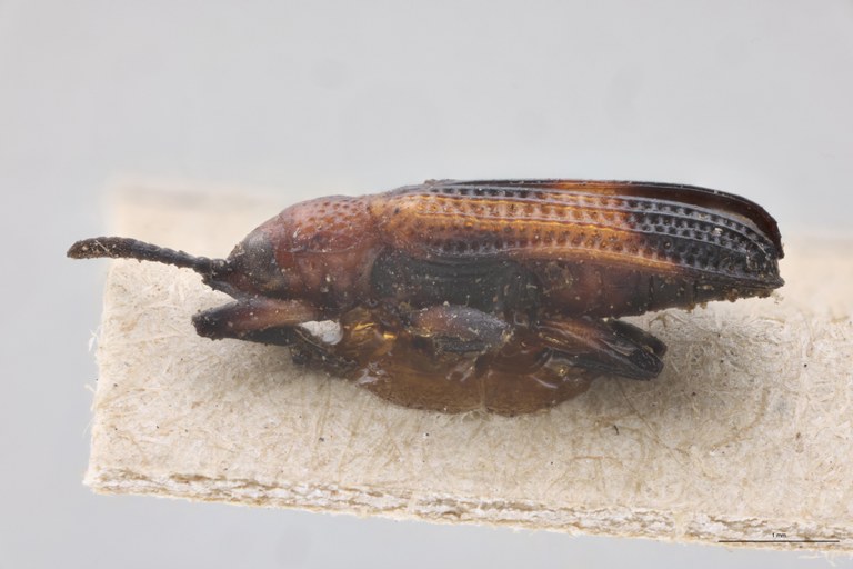 Anoplitis lebasi Ex-T L.jpg