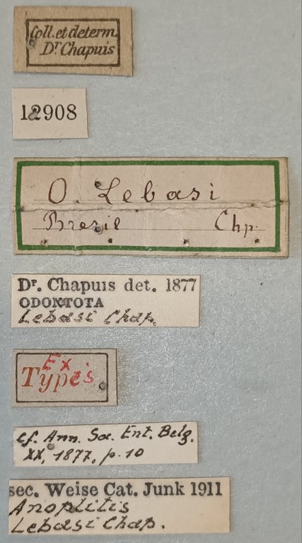 Anoplitis lebasi Ex-T Labels.jpg
