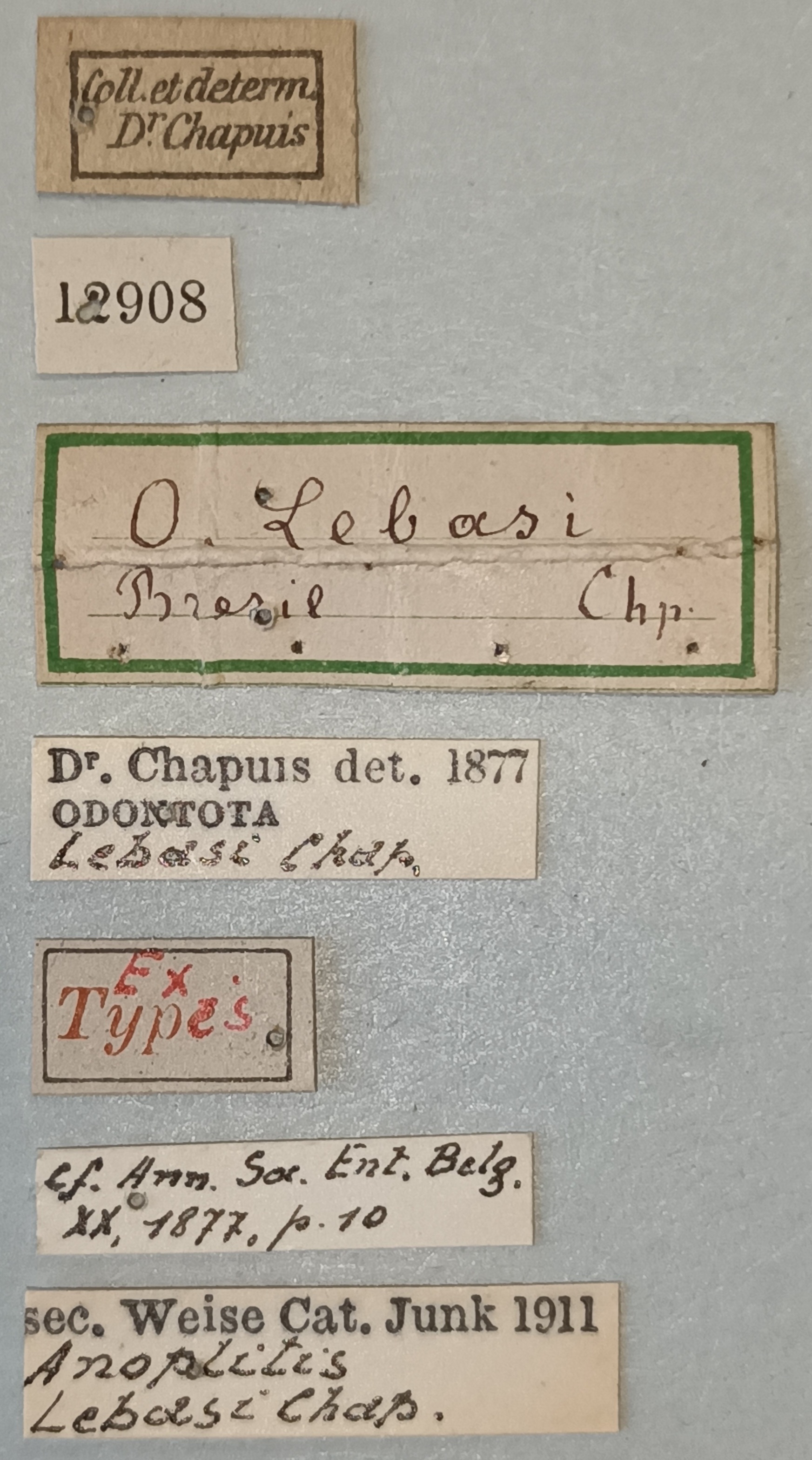 Anoplitis lebasi Ex-T Labels.jpg