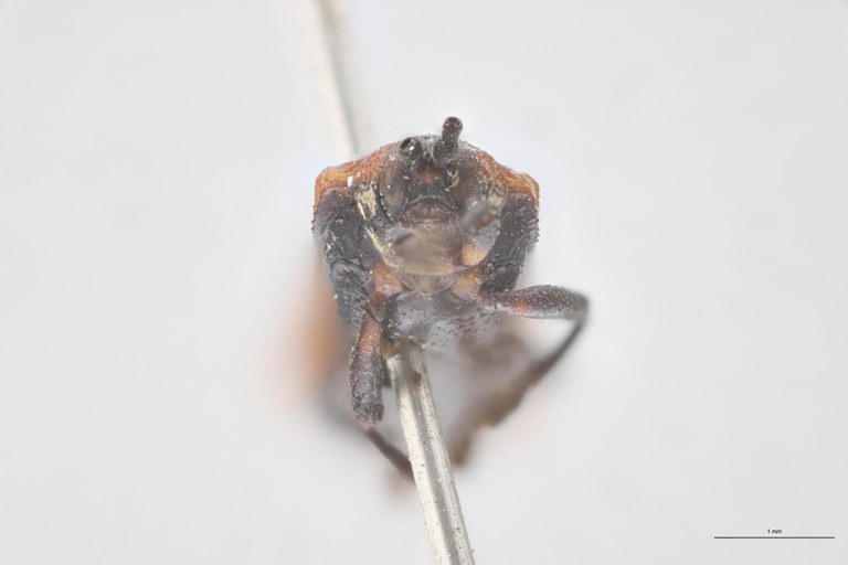 Anoplitis obliterata T F-V.jpg