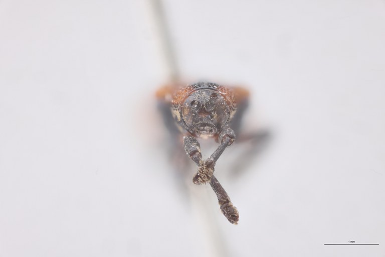 Anoplitis obliterata T F.jpg