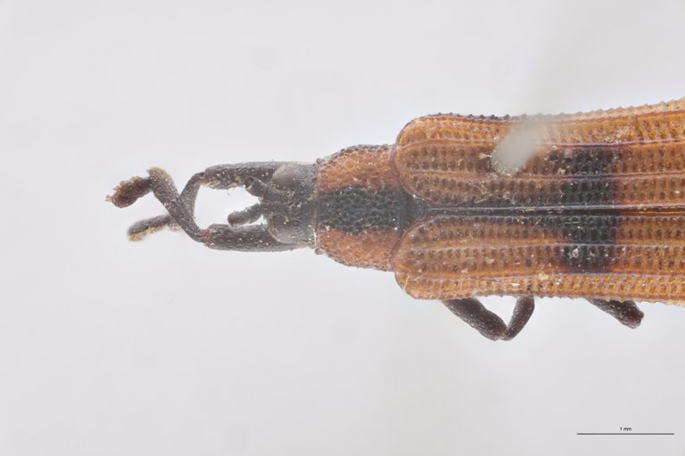 Anoplitis obliterata T Head-Close-Up.jpg