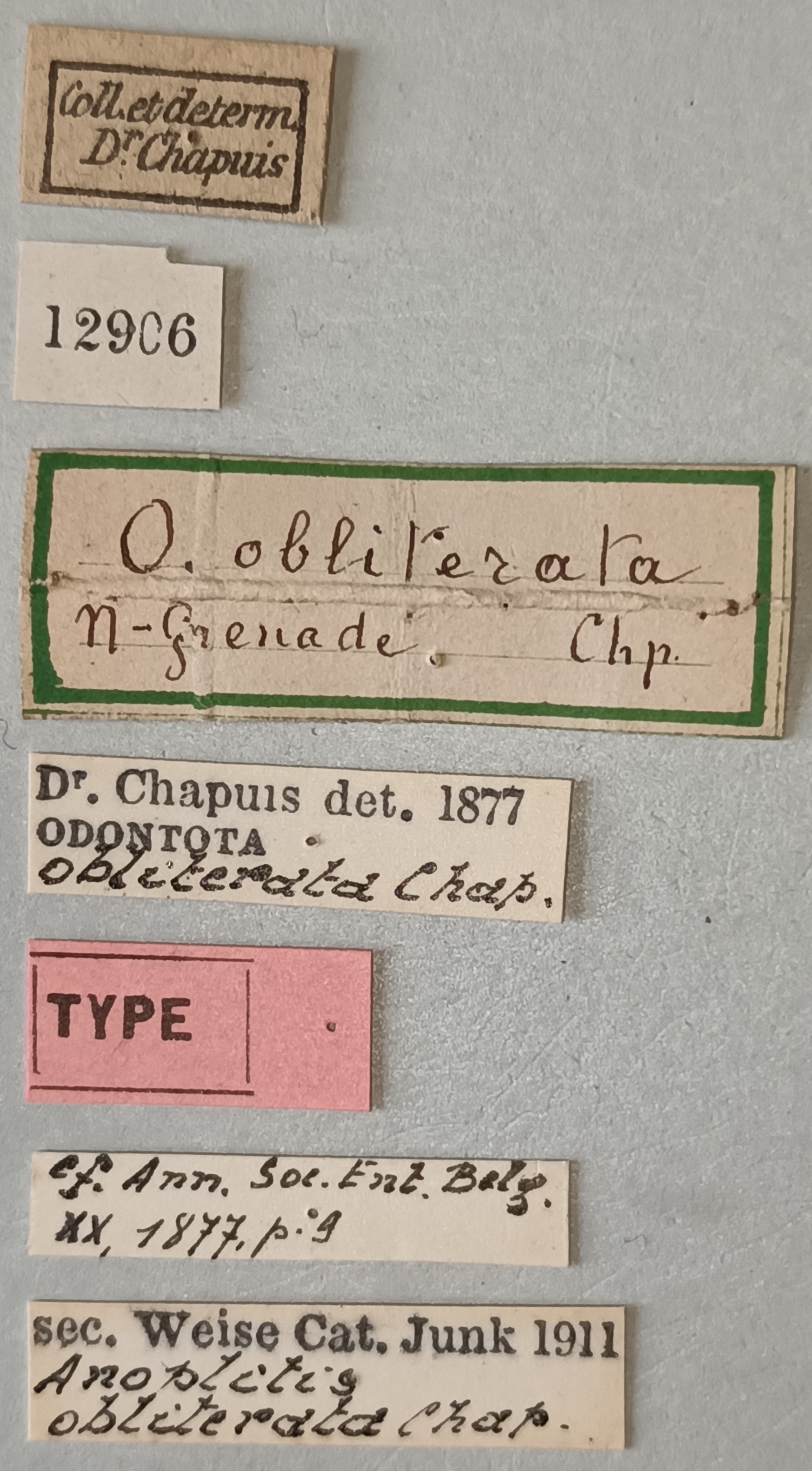 Anoplitis obliterata T Labels.jpg