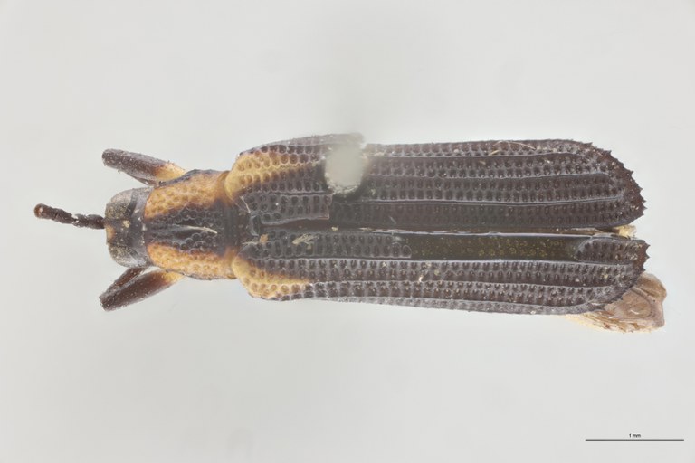 Anoplitis obscura T D.jpg