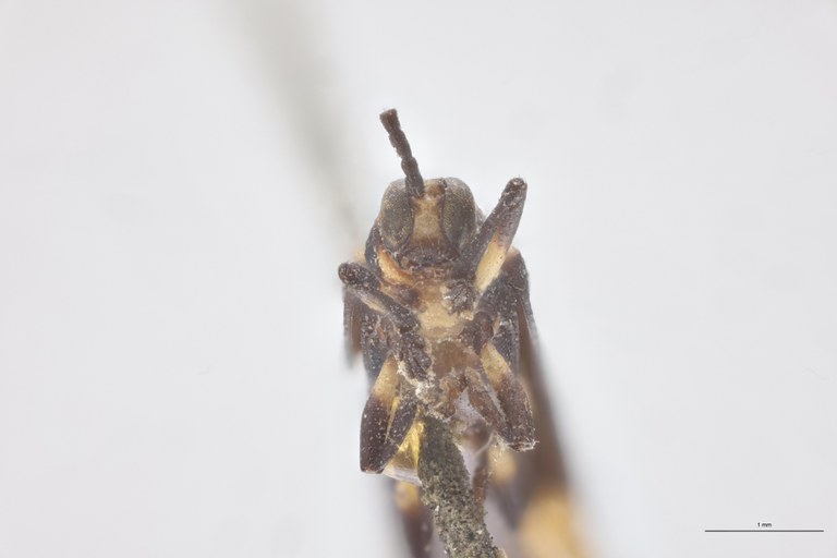 Anoplitis obscura T F-V.jpg