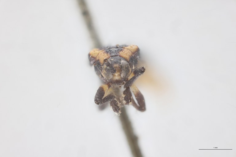 Anoplitis obscura T F.jpg