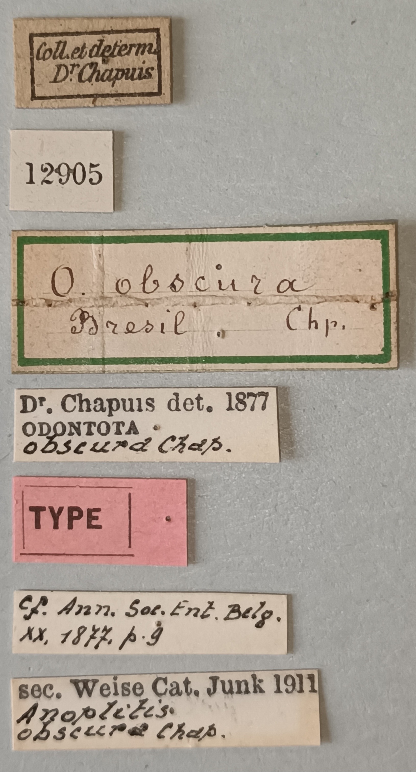 Anoplitis obscura T Labels.jpg