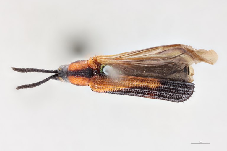Anoplitis octostriata Ex-T D.jpg