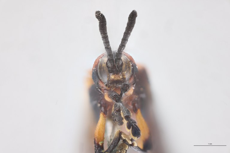 Anoplitis octostriata Ex-T F-V.jpg