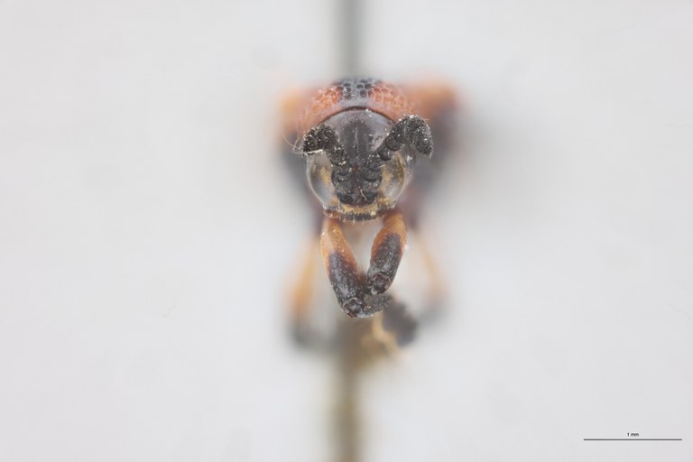 Anoplitis octostriata Ex-T F.jpg