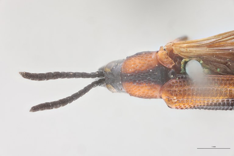 Anoplitis octostriata Ex-T Head-Close-Up.jpg