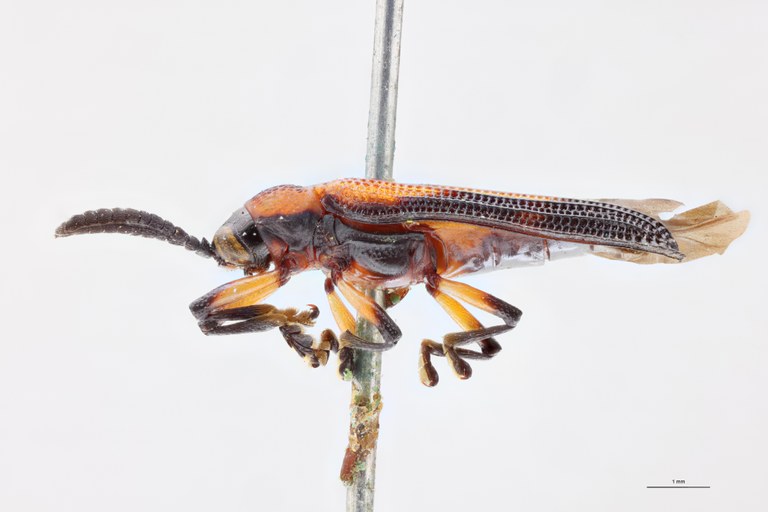 Anoplitis octostriata Ex-T L.jpg