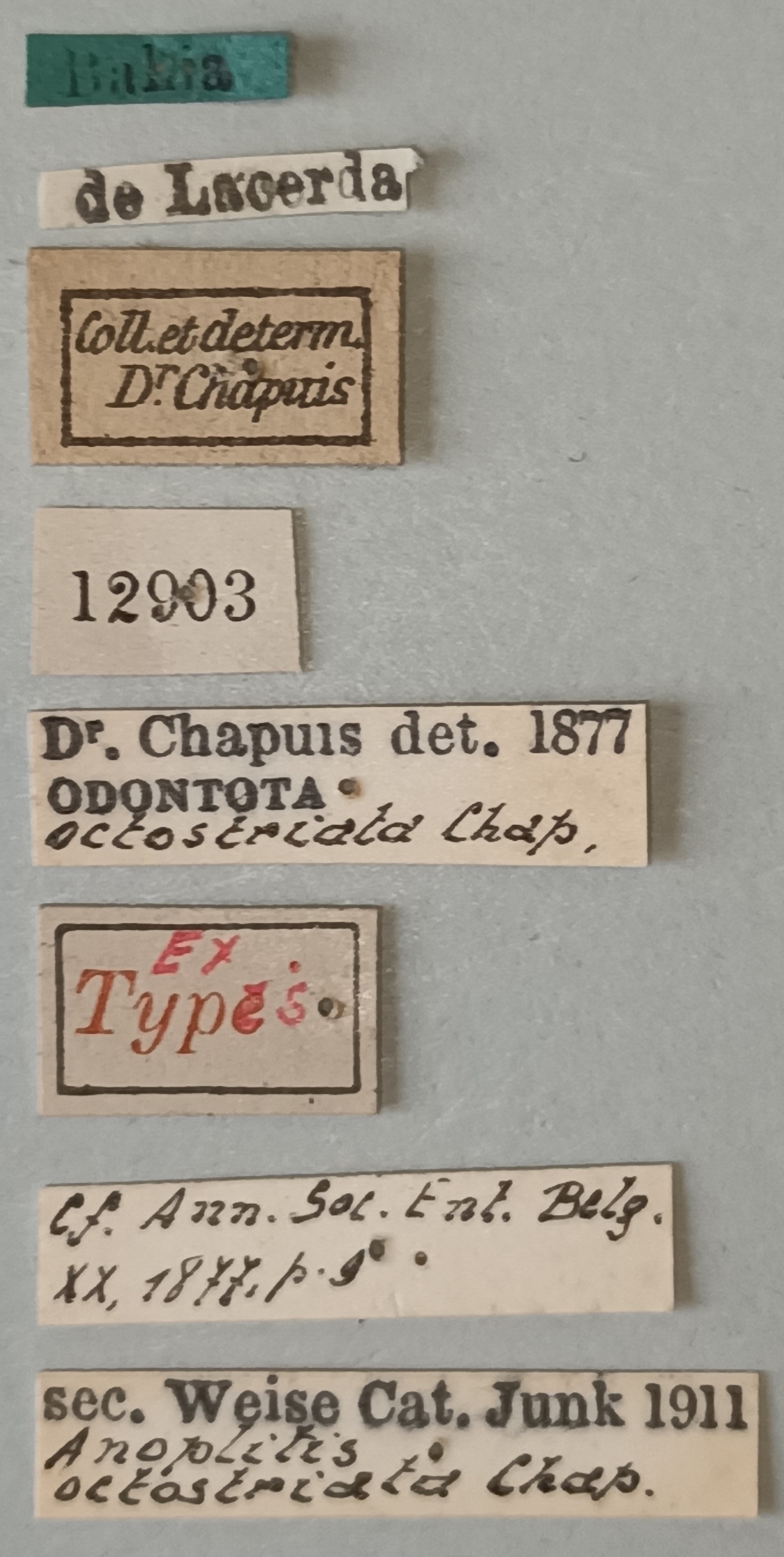 Anoplitis octostriata Ex-T Labels.jpg