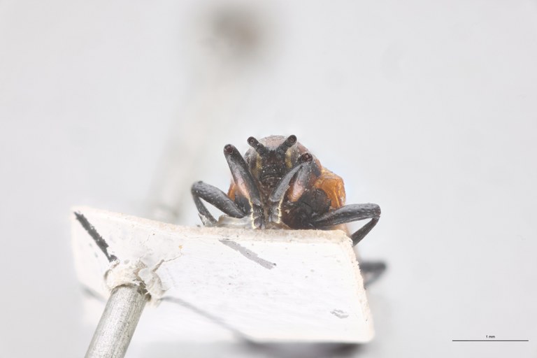 Anoplitis steinheili F-V.jpg