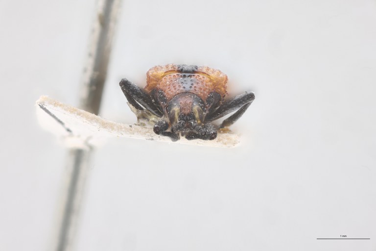 Anoplitis steinheili F.jpg