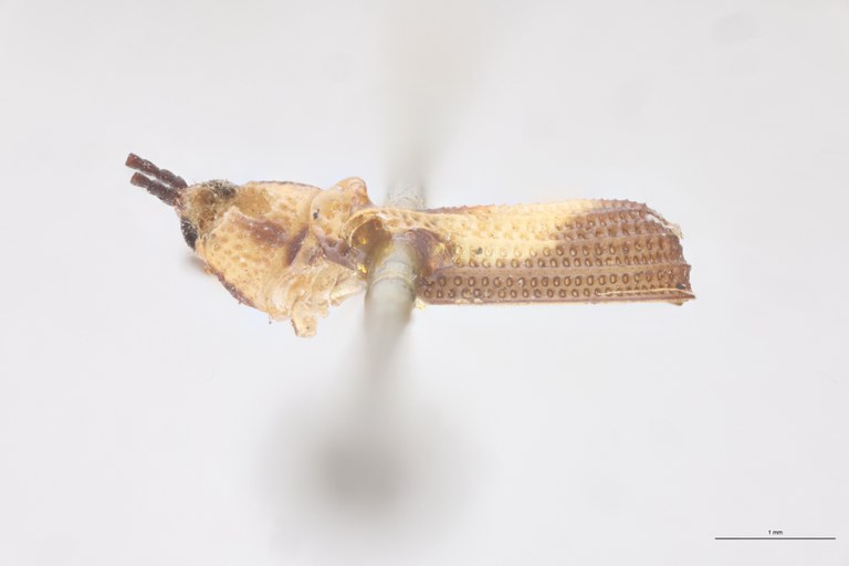 Anoplitis steinheili T D-angled.jpg