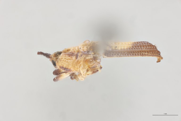 Anoplitis steinheili T D.jpg