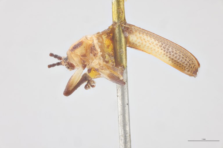 Anoplitis steinheili T L.jpg