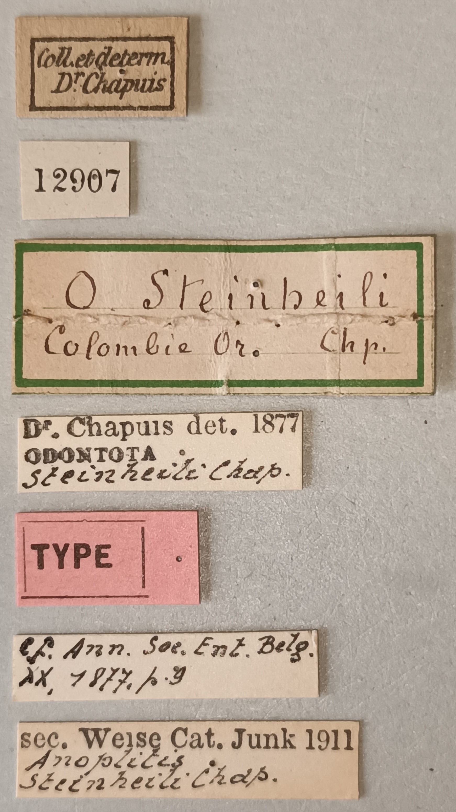 Anoplitis steinheili T Labels.jpg
