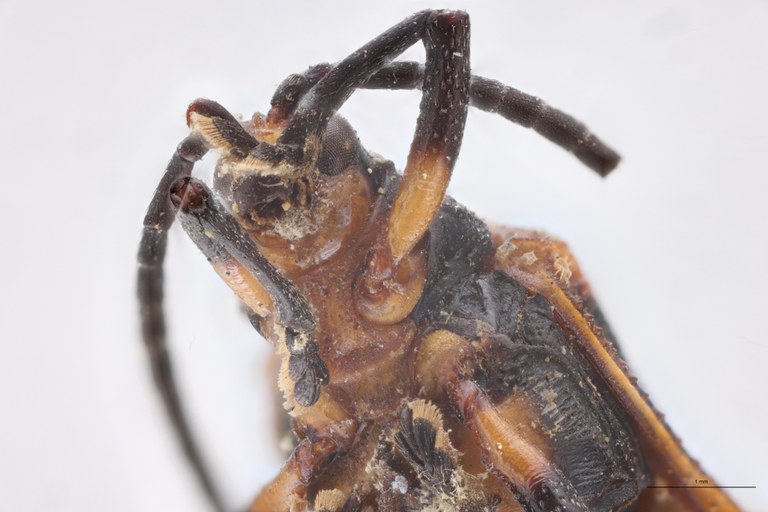 Baliosus lycoides T F-V.jpg