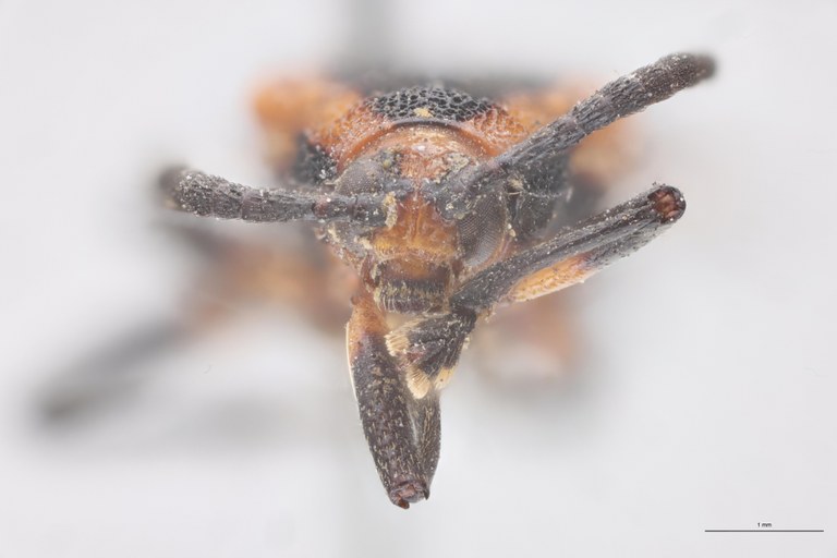 Baliosus lycoides T F.jpg