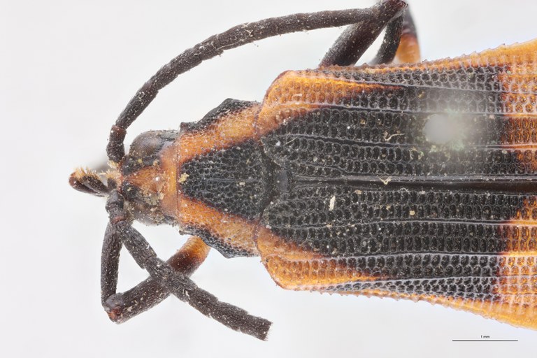 Baliosus lycoides T Head-Close-Up.jpg