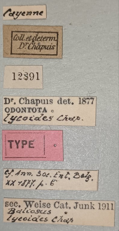 Baliosus lycoides T Labels.jpg