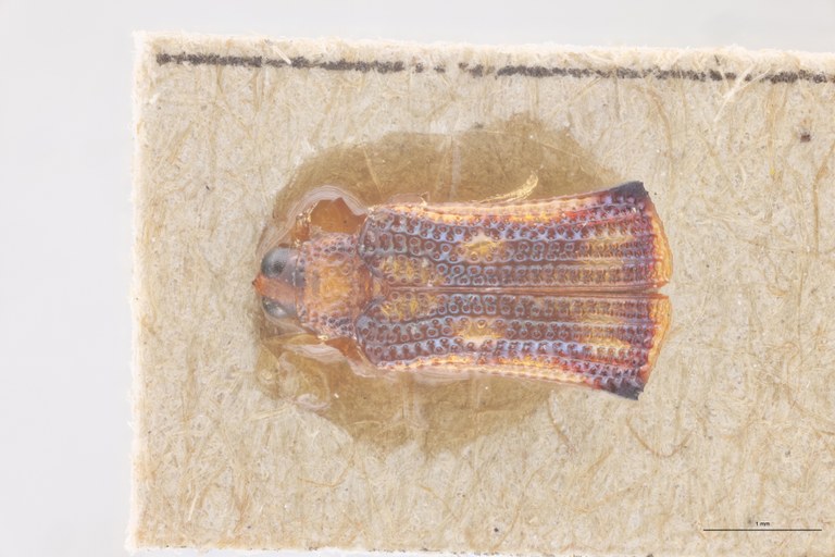 Baliosus parvulus Ex-T D.jpg