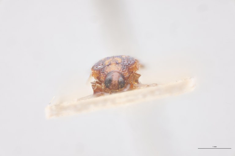 Baliosus parvulus Ex-T F.jpg