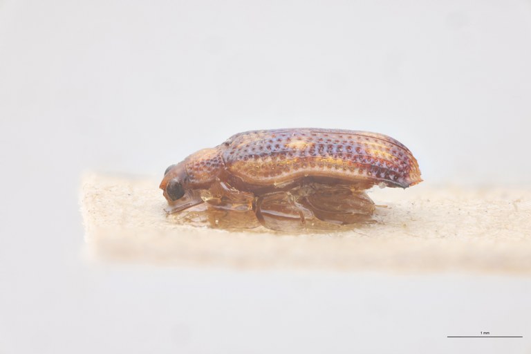 Baliosus parvulus Ex-T L.jpg