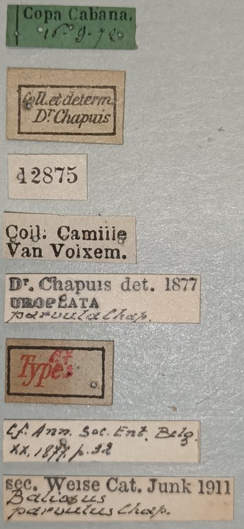 Baliosus parvulus Ex-T Labels.jpg