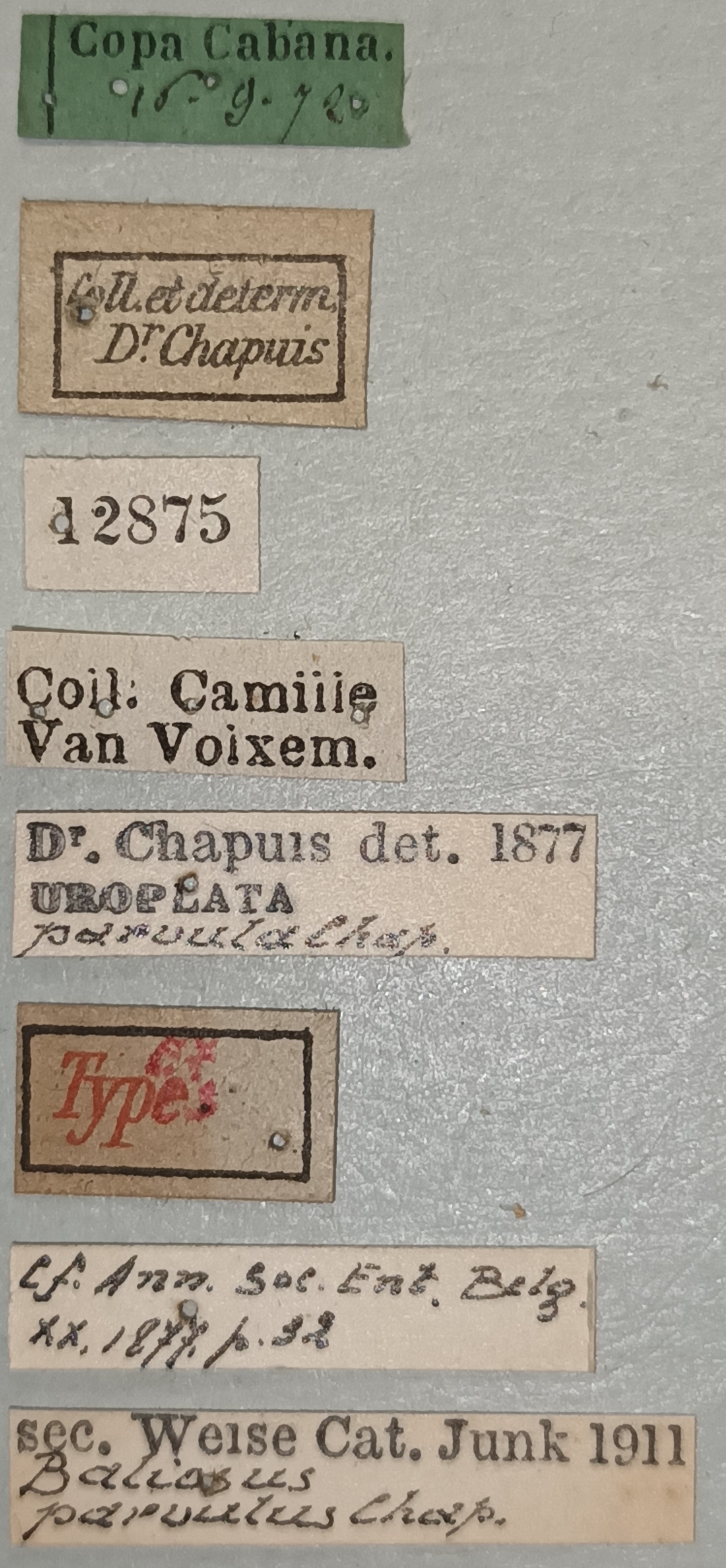 Baliosus parvulus Ex-T Labels.jpg