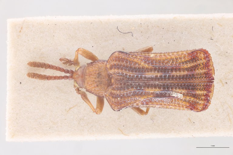 Baliosus ruber T D.jpg