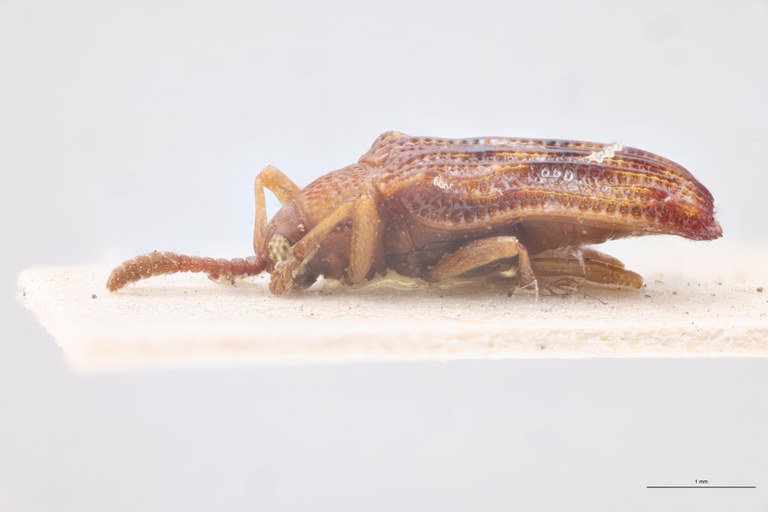 Baliosus ruber T L.jpg