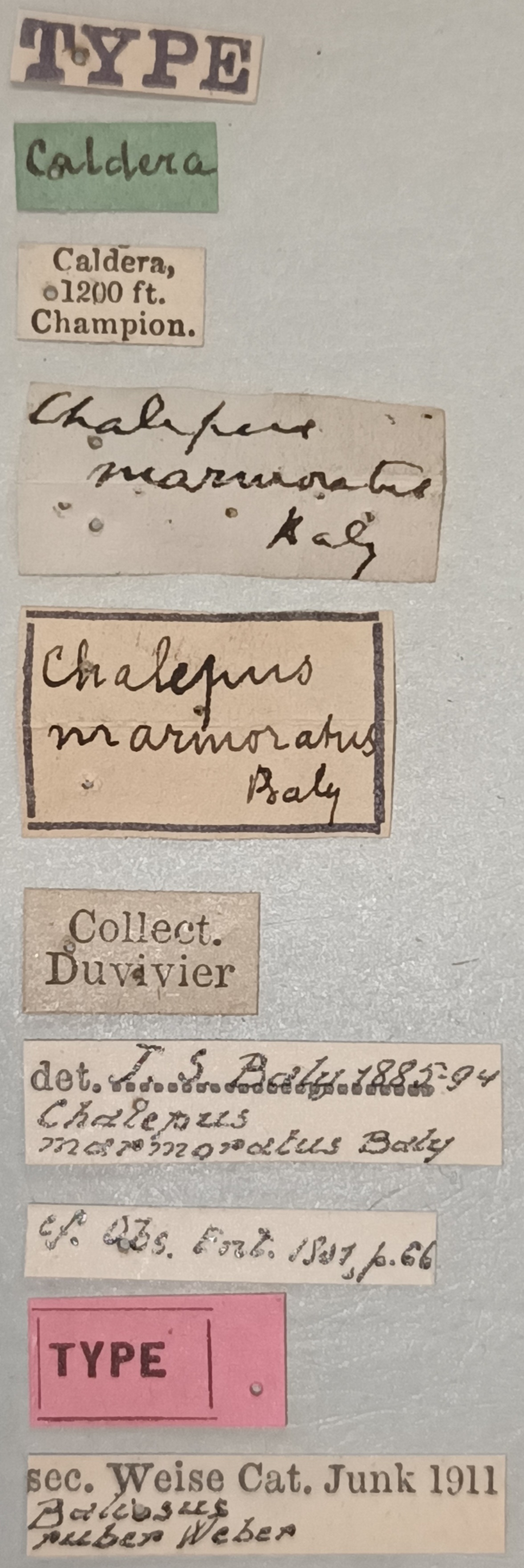 Baliosus ruber T Labels.jpg