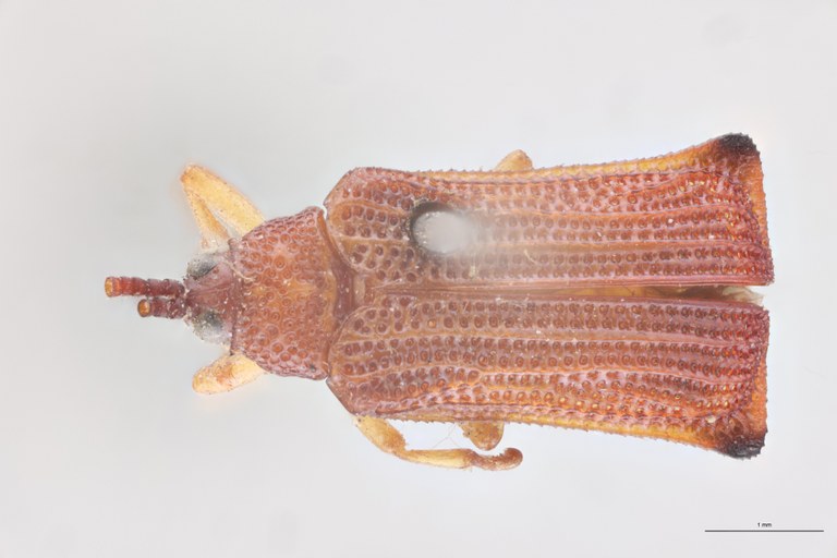 Baliosus terminatus T D.jpg