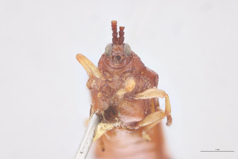 Baliosus terminatus T F-V.jpg