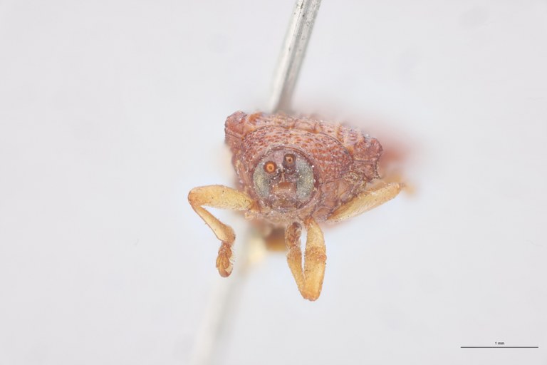 Baliosus terminatus T F.jpg