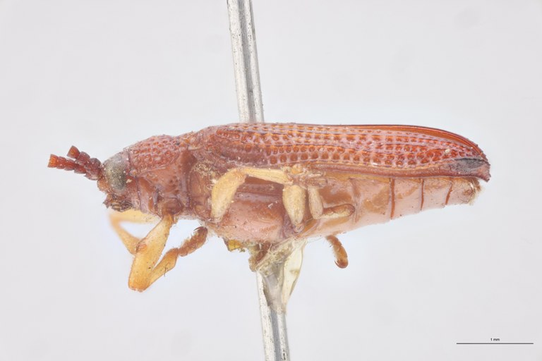 Baliosus terminatus T L.jpg