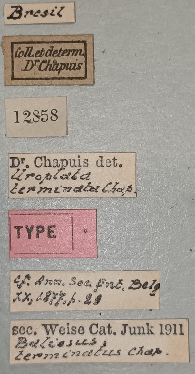 Baliosus terminatus T Labels.jpg