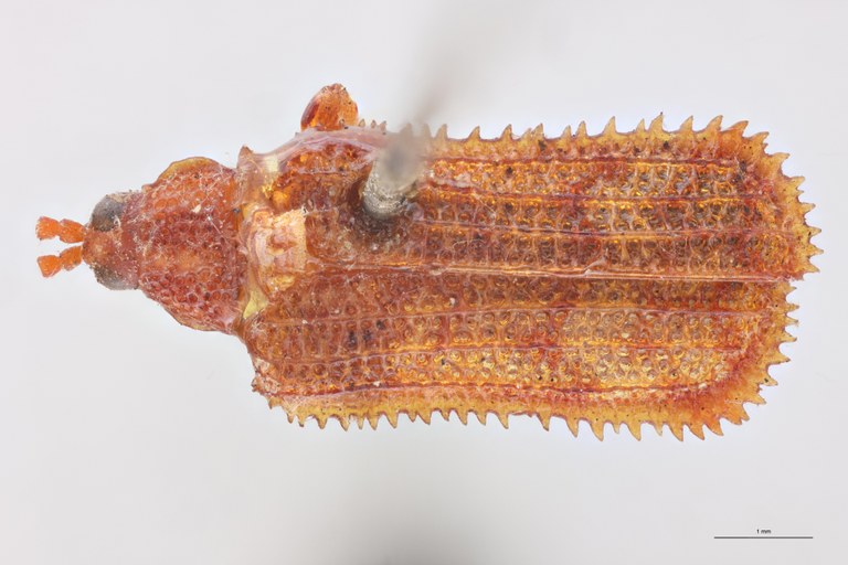 Bothrispa depressa Plt D.jpg