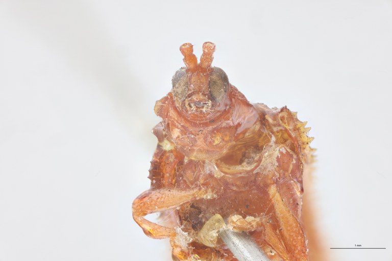 Bothrispa depressa Plt F-V.jpg