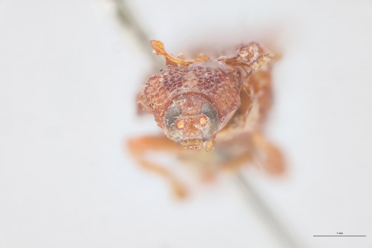 Bothrispa depressa Plt F.jpg