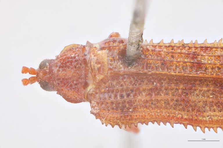 Bothrispa depressa Plt Head-Close-Up.jpg