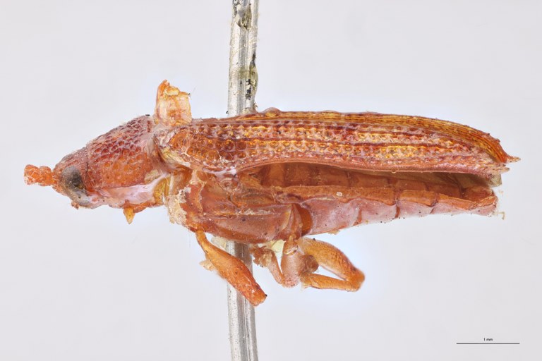 Bothrispa depressa Plt L.jpg