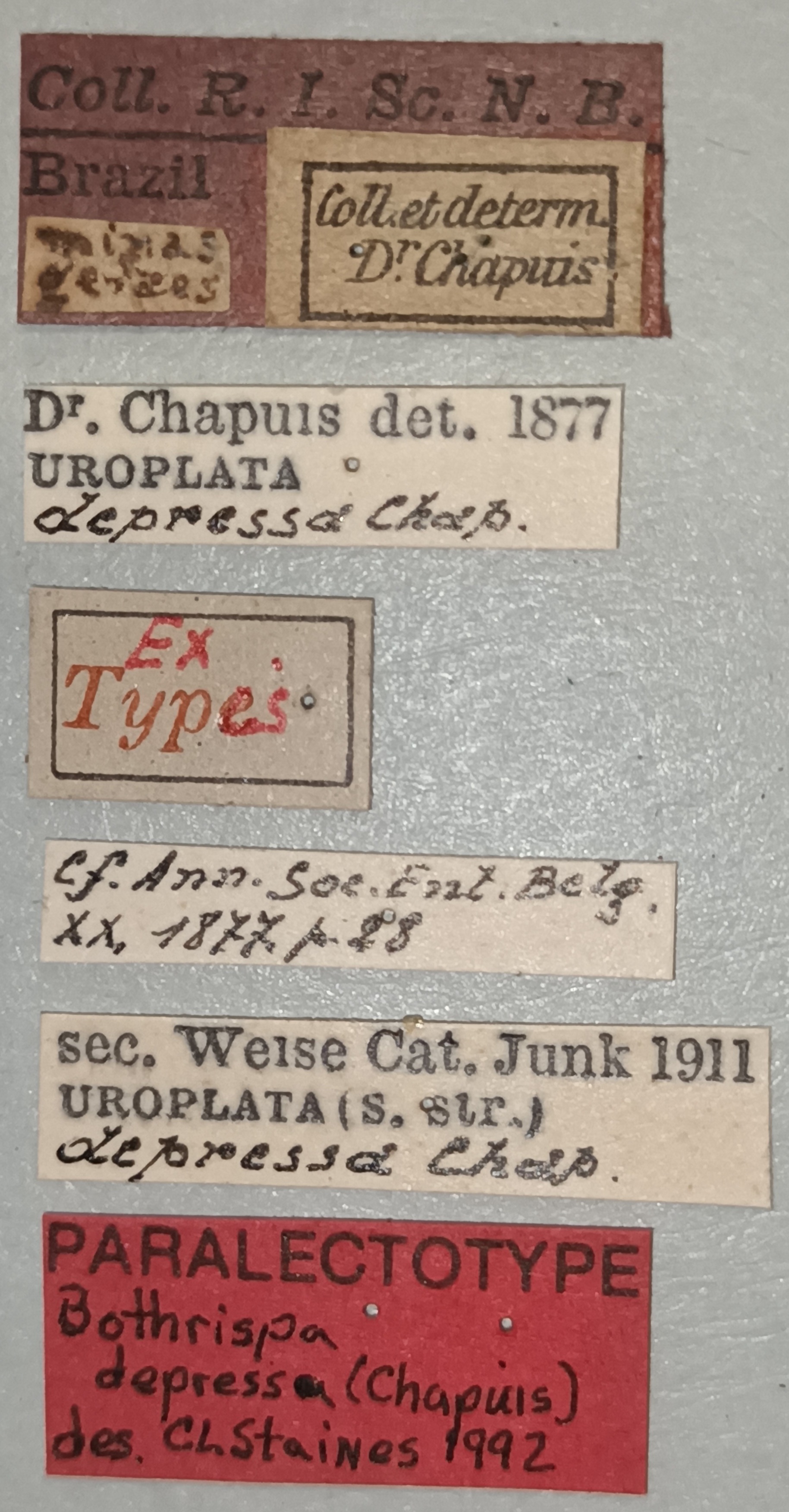 Bothrispa depressa Plt Labels.jpg