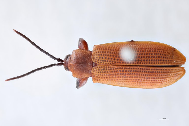 Botryonopa crenata T D.jpg