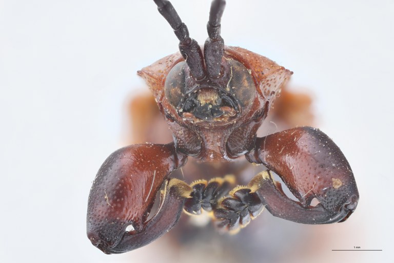 Botryonopa crenata T F-V.jpg