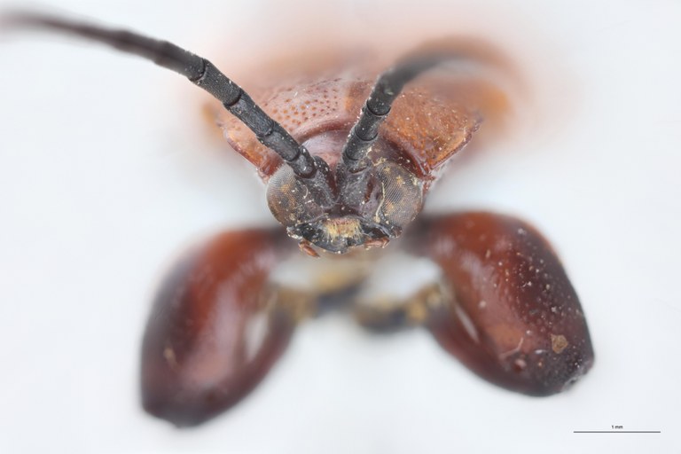 Botryonopa crenata T F.jpg